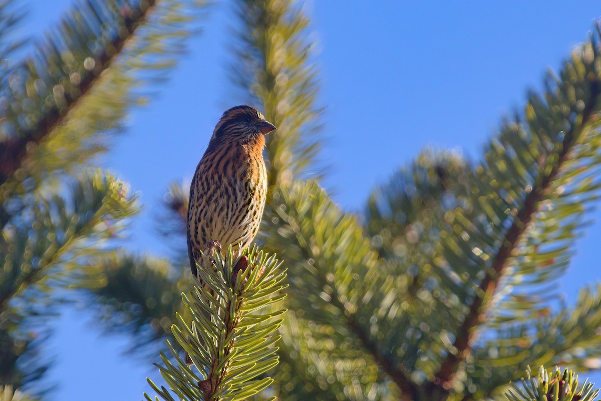 Himalayan White-browed Rosefinch - ML622911725