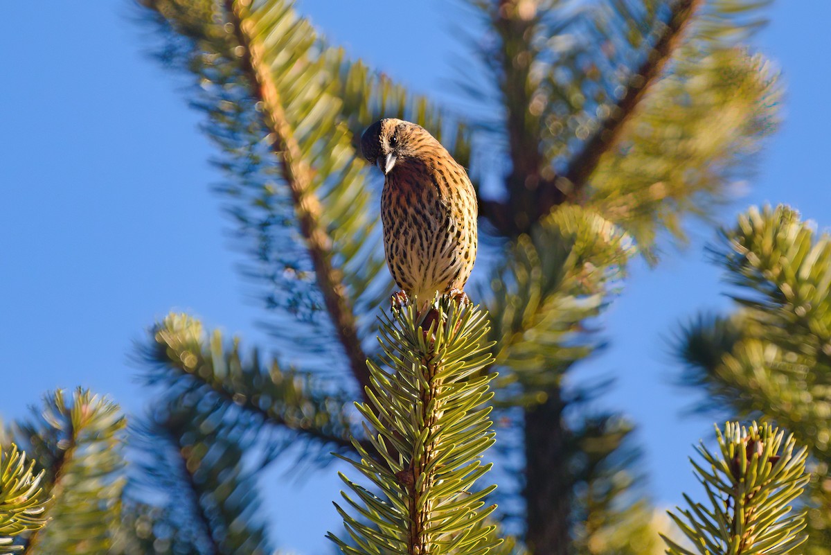 Himalayan White-browed Rosefinch - ML622911726