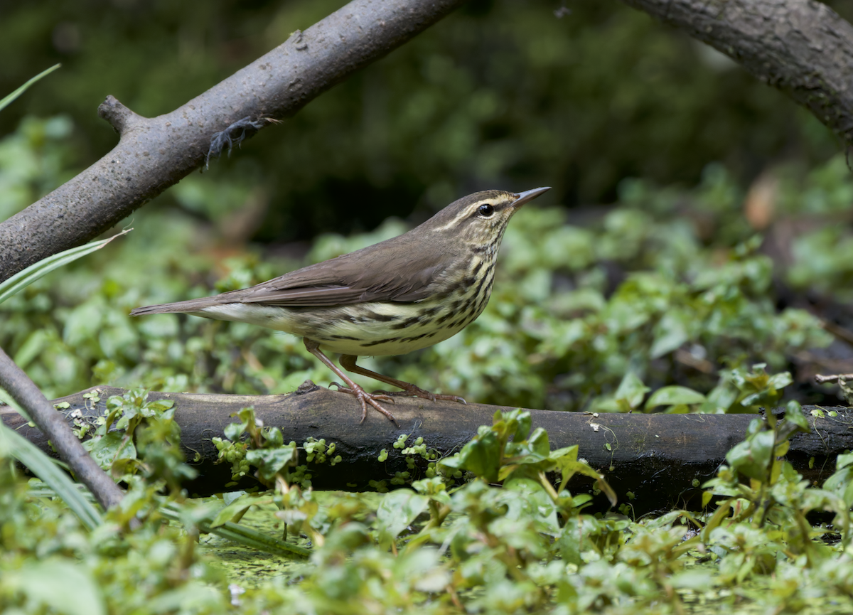 Northern Waterthrush - Chris M