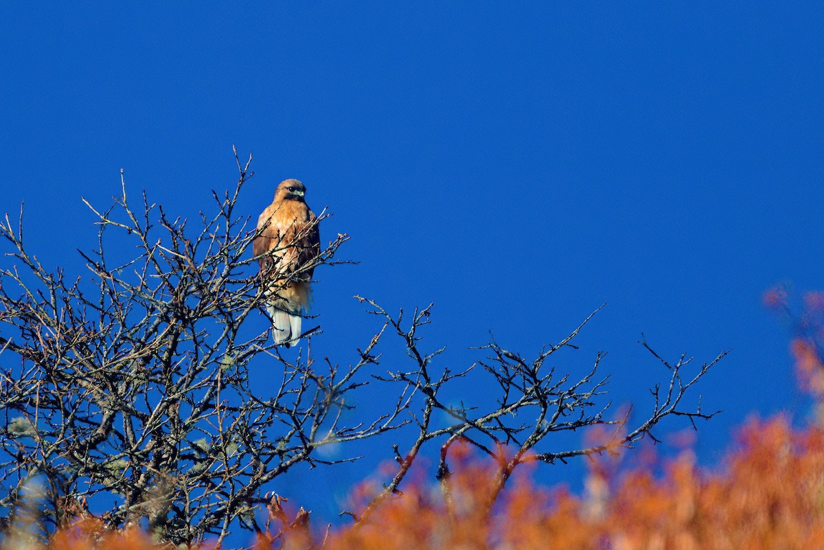 Himalayan Buzzard - ML622911736