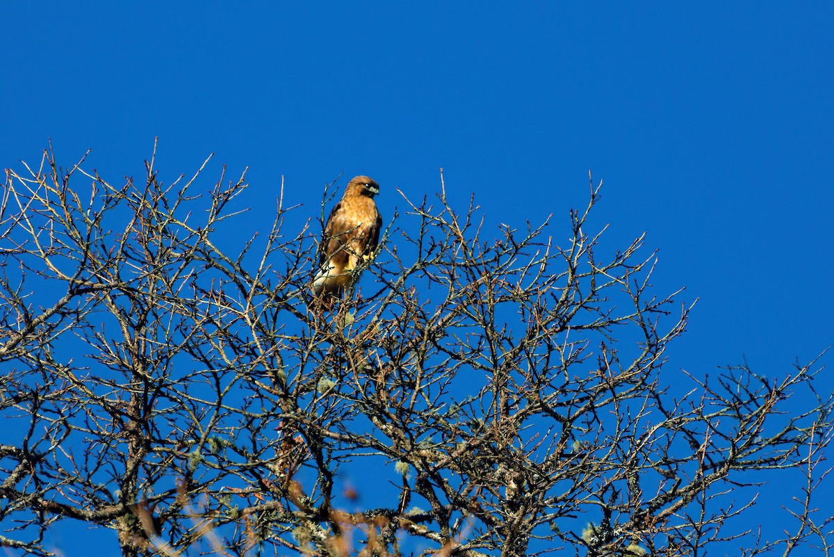 Himalayan Buzzard - ML622911737