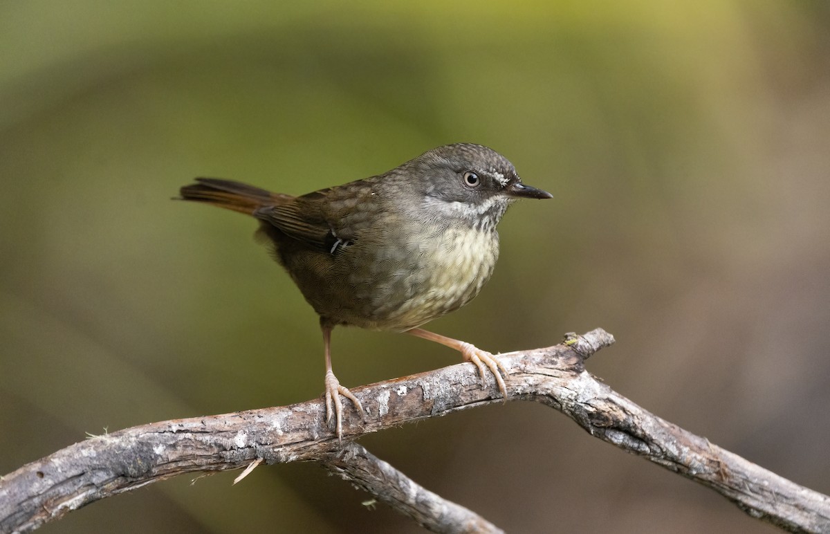 Tasmanian Scrubwren - ML622911751