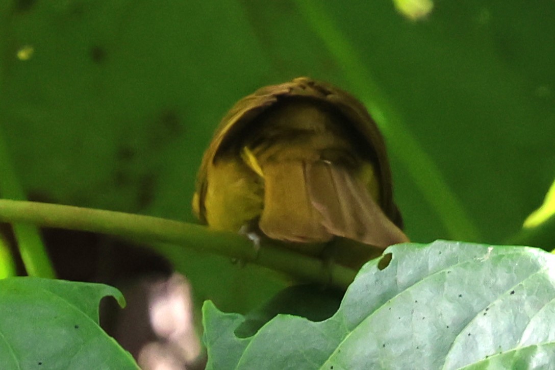 Halmahera Golden-Bulbul - Mei-Luan Wang