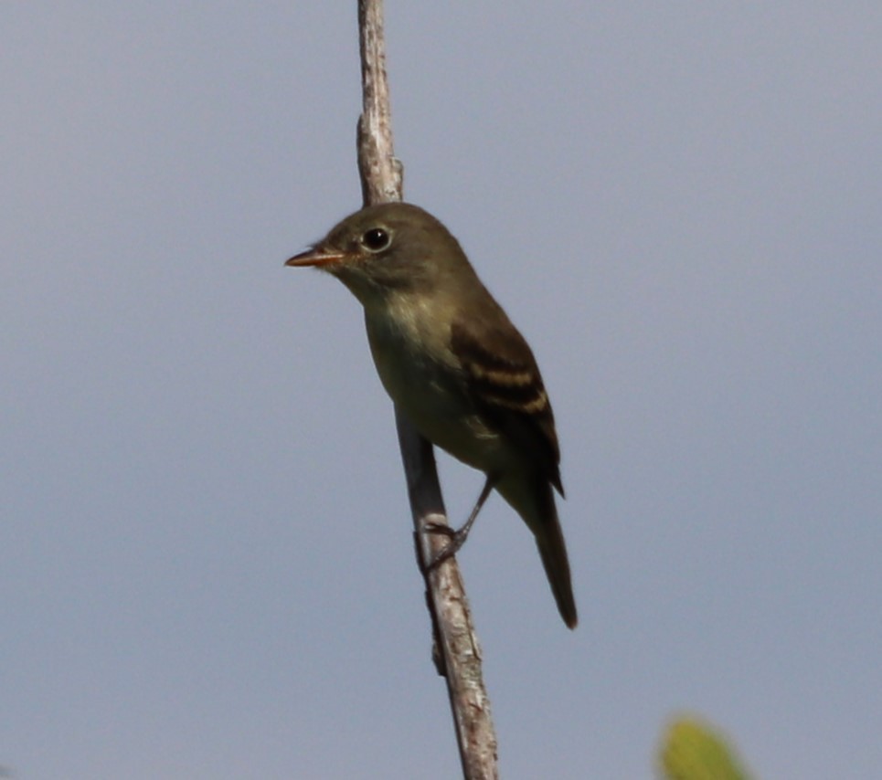 Alder Flycatcher - ML622911788