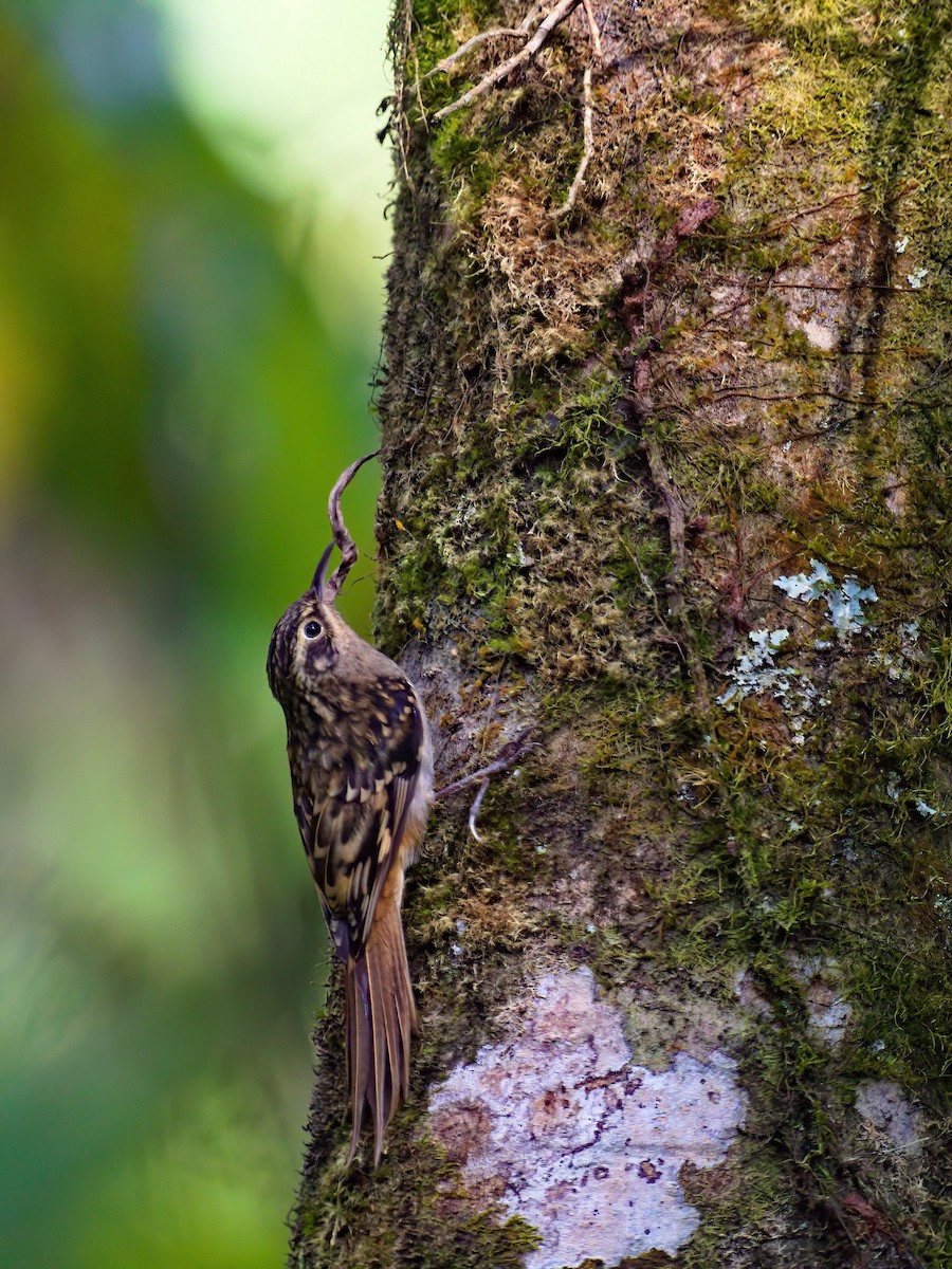 Sikkim Treecreeper - ML622911792