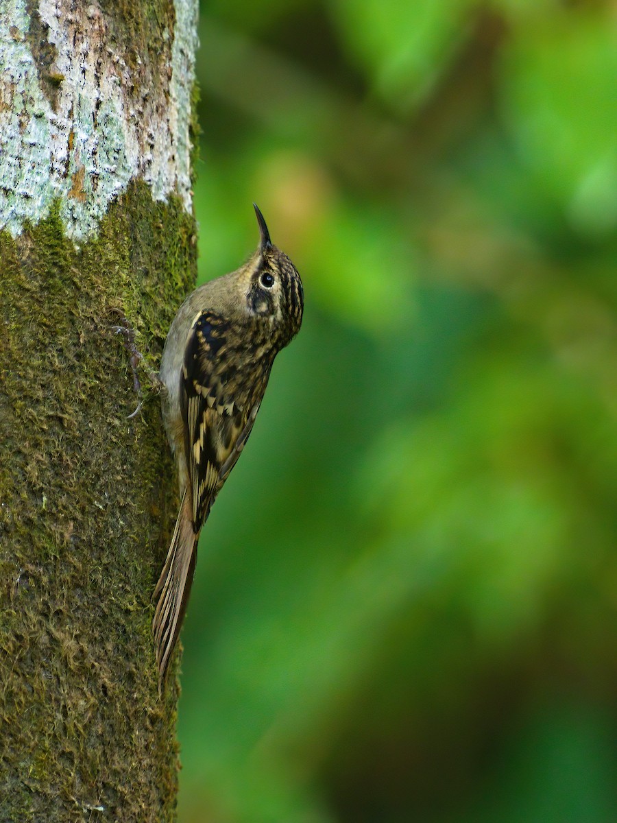 Sikkim Treecreeper - ML622911793