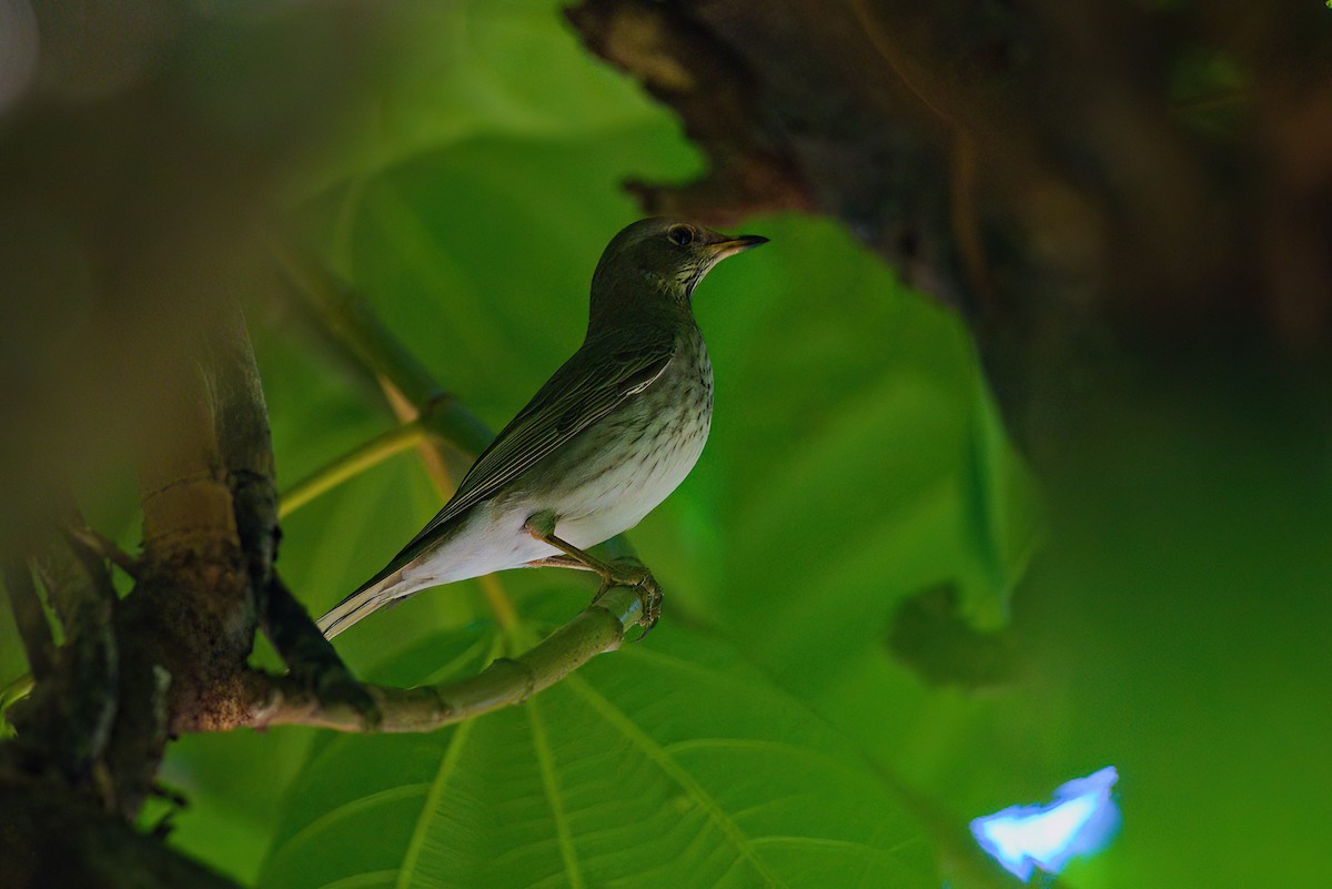 Black-throated Thrush - ML622911802