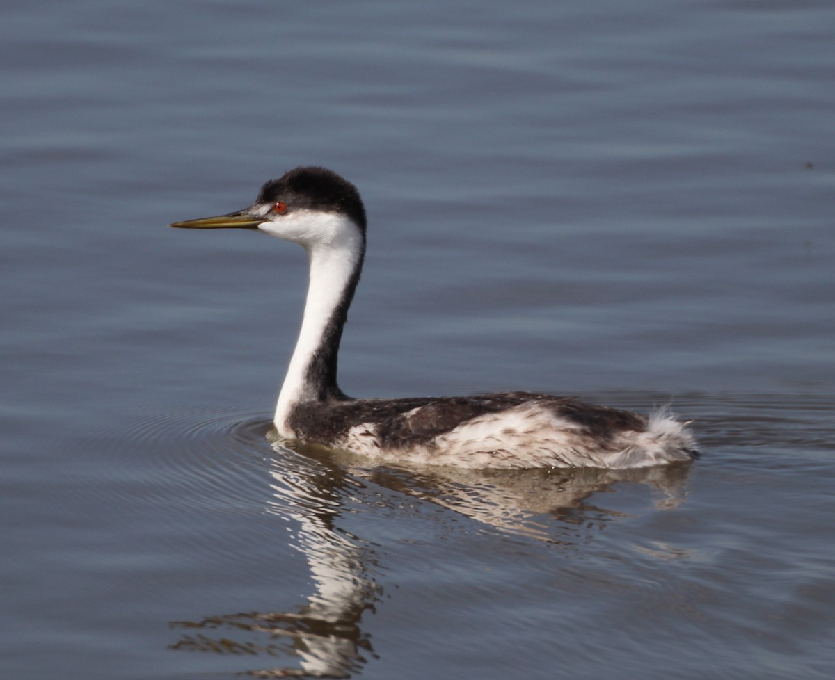 Western Grebe - Chad Vanden Bosch