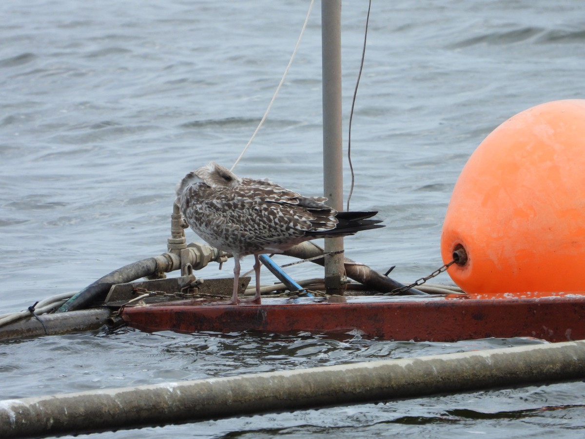 Herring Gull (European) - ML622911822