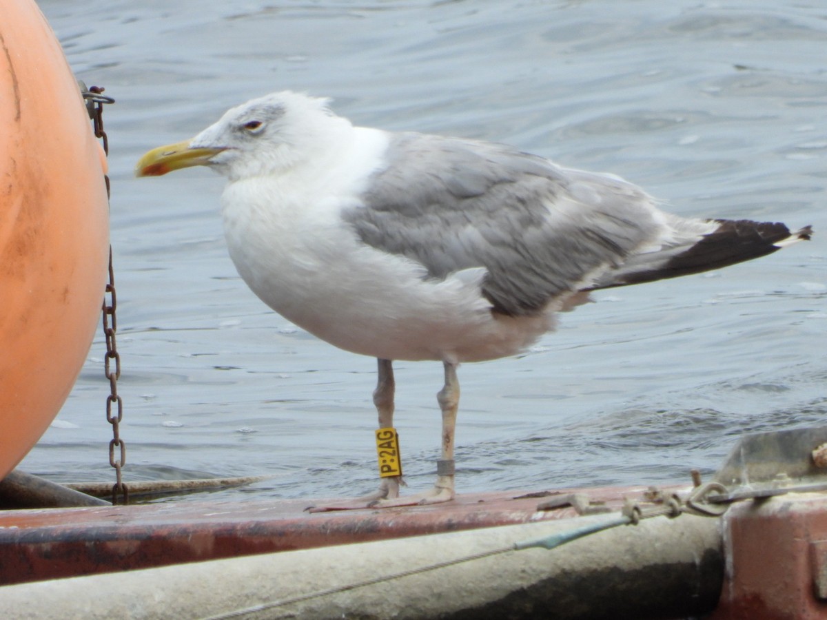 Herring Gull (European) - ML622911827