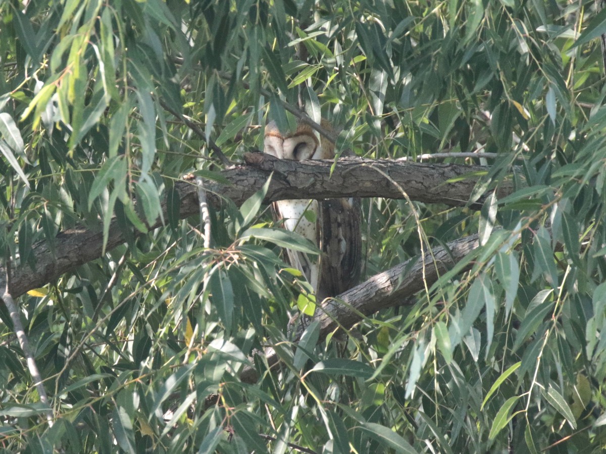 Barn Owl - Paul Jacyk