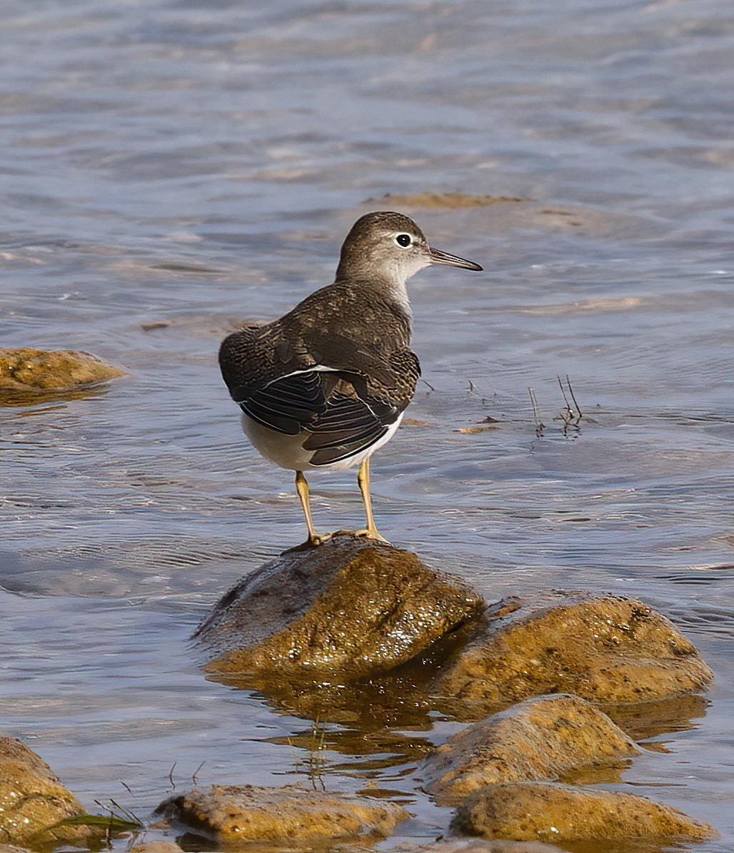 Spotted Sandpiper - ML622911897