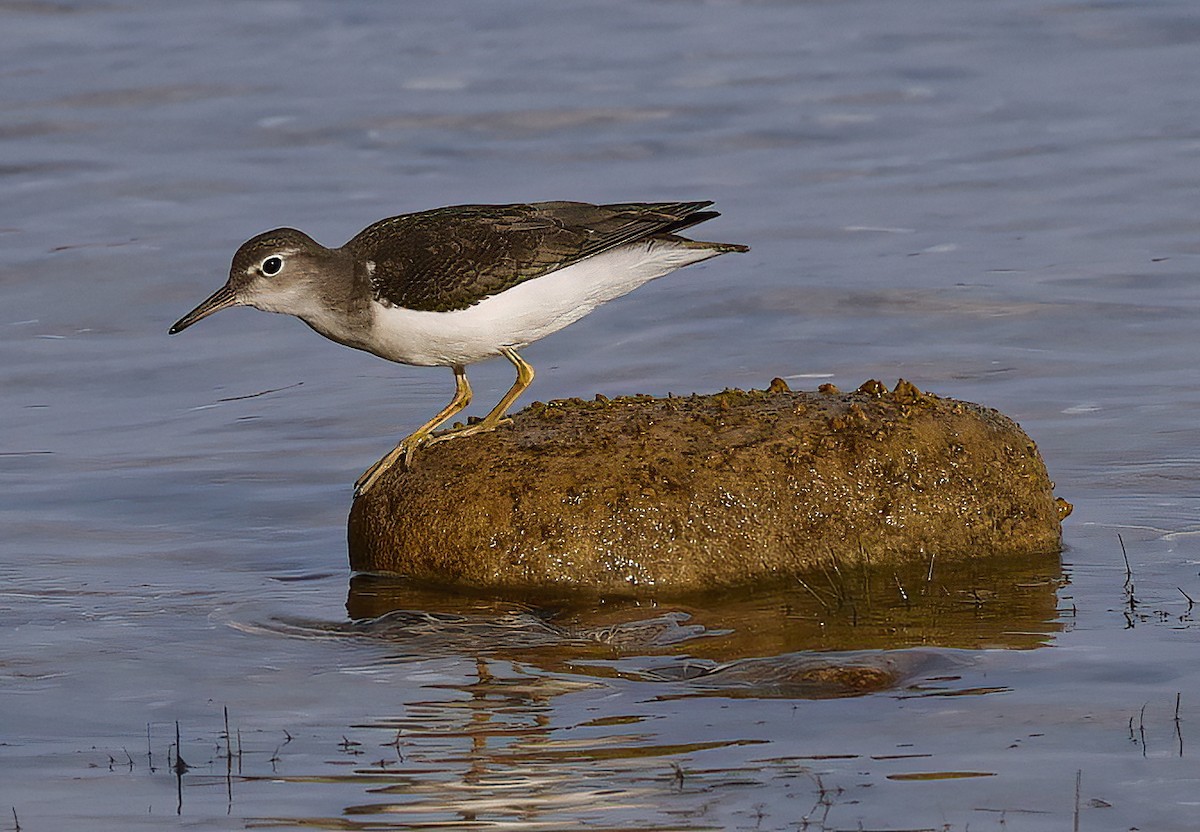 Spotted Sandpiper - ML622911902