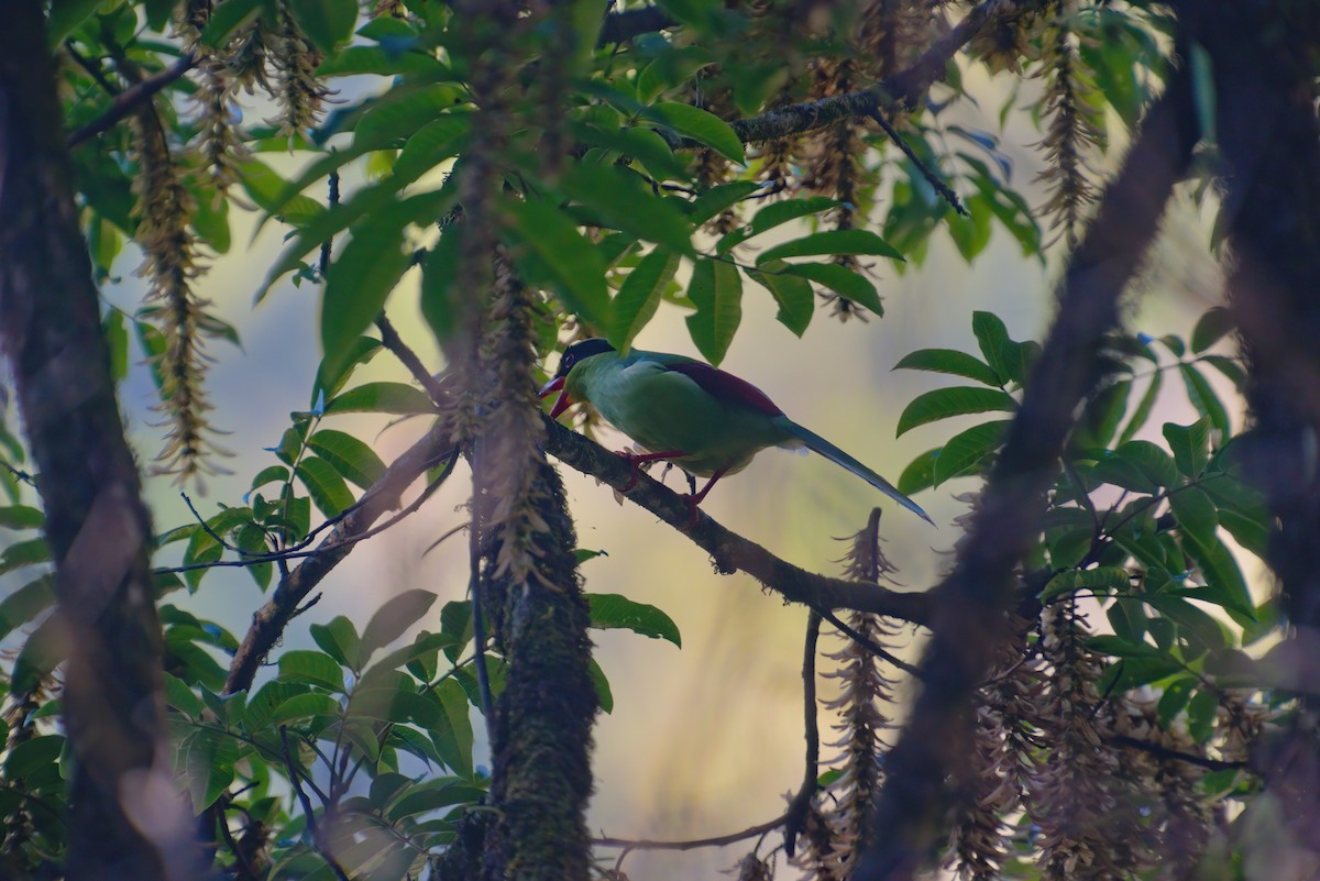 Common Green-Magpie - ML622911940