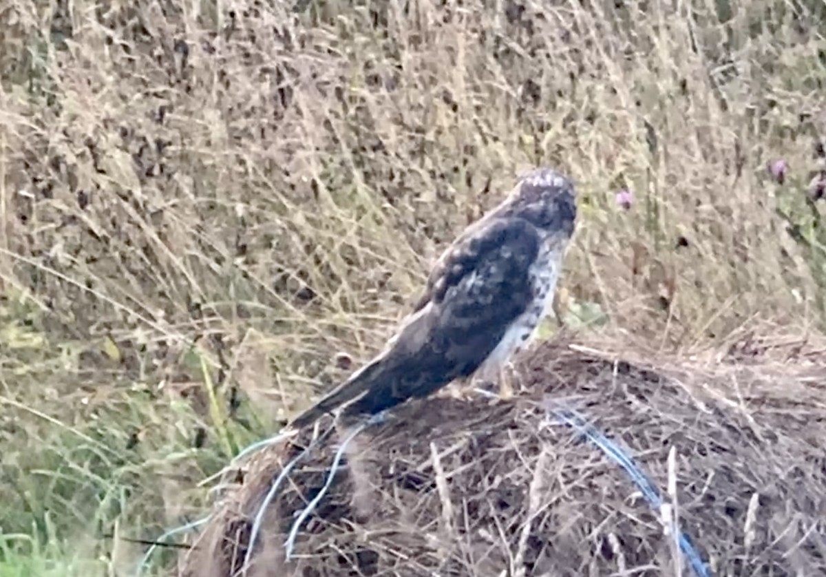 Northern Harrier - André BERNARD