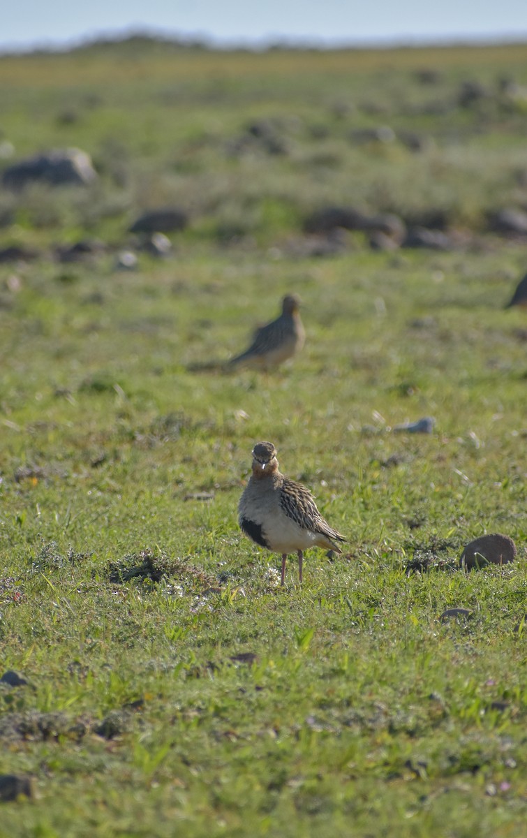 Tawny-throated Dotterel - Víctor Hugo Sarabia Sánchez