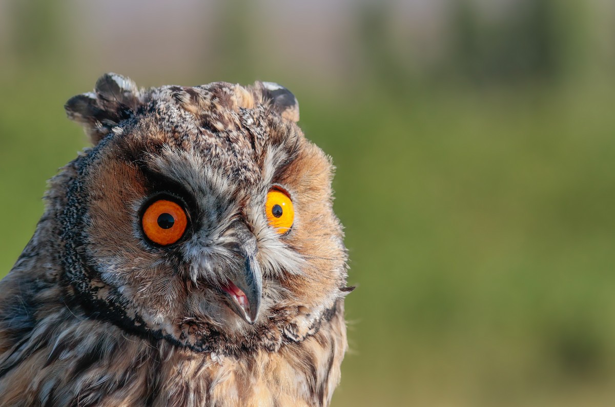 Long-eared Owl - ML622911990