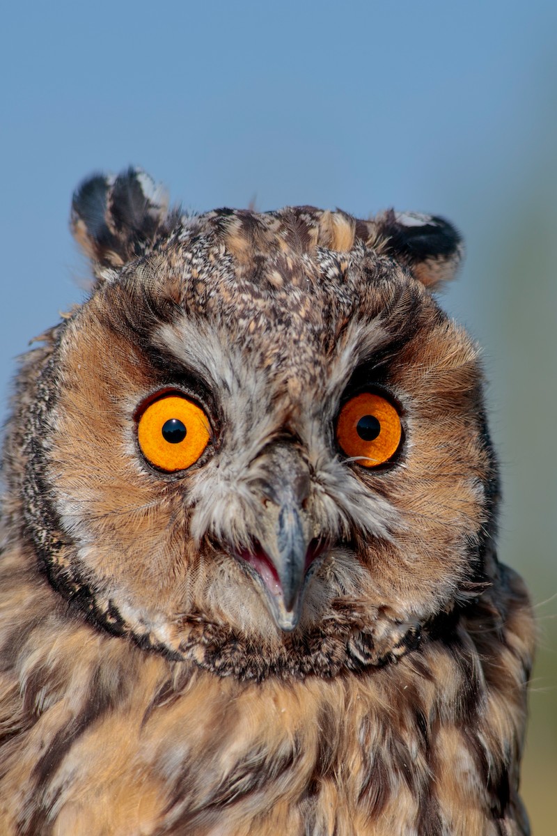 Long-eared Owl - ML622911991