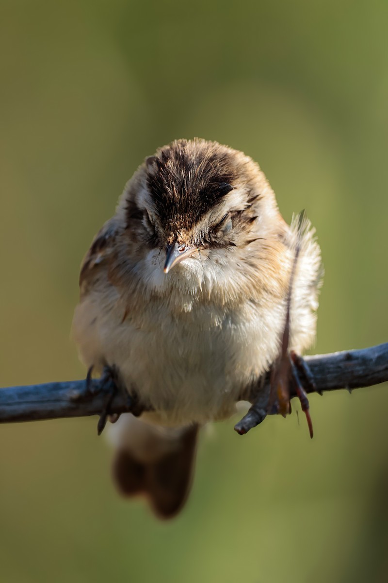 Moustached Warbler - Burak Emre