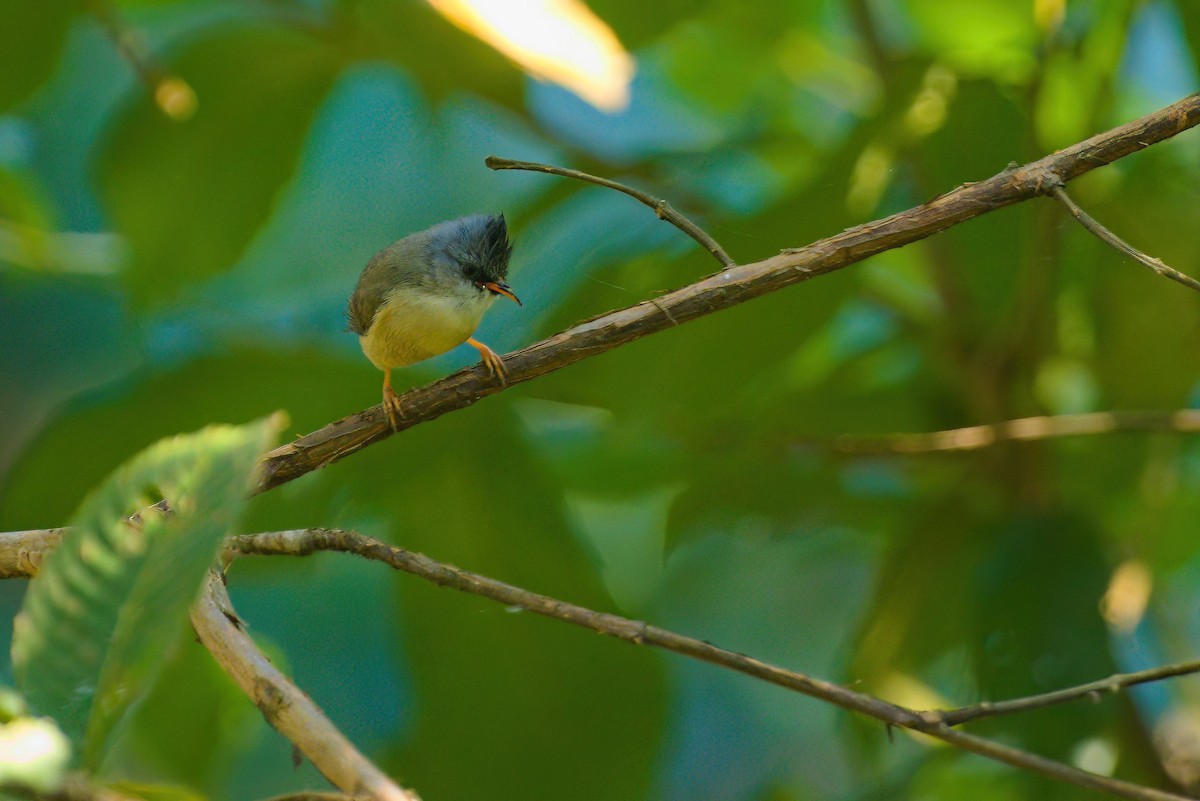 Black-chinned Yuhina - ML622912003