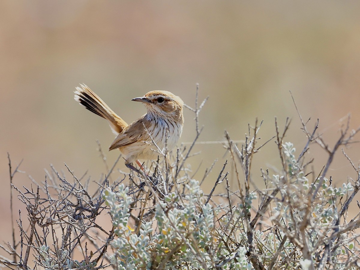 Rufous Fieldwren - Marc Gardner