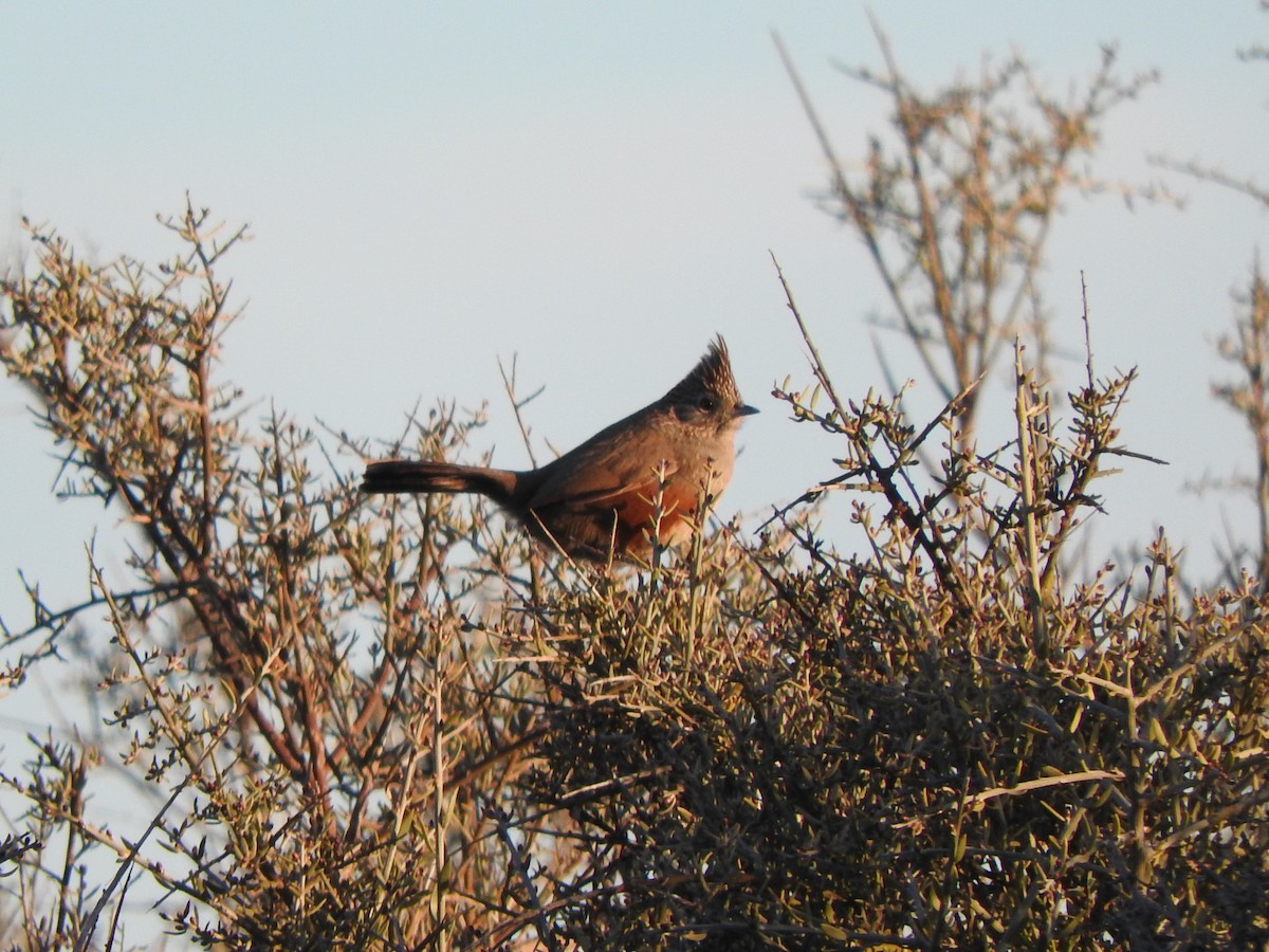 Crested Gallito - ML622912050