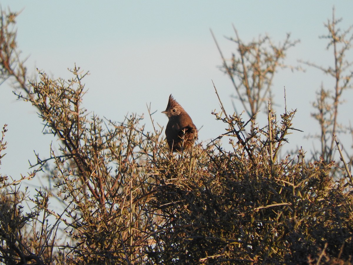 Crested Gallito - ML622912051