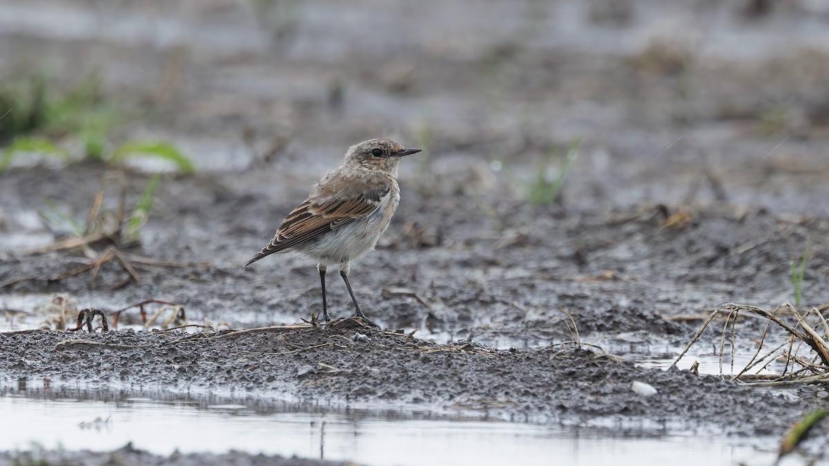 Northern Wheatear - ML622912061