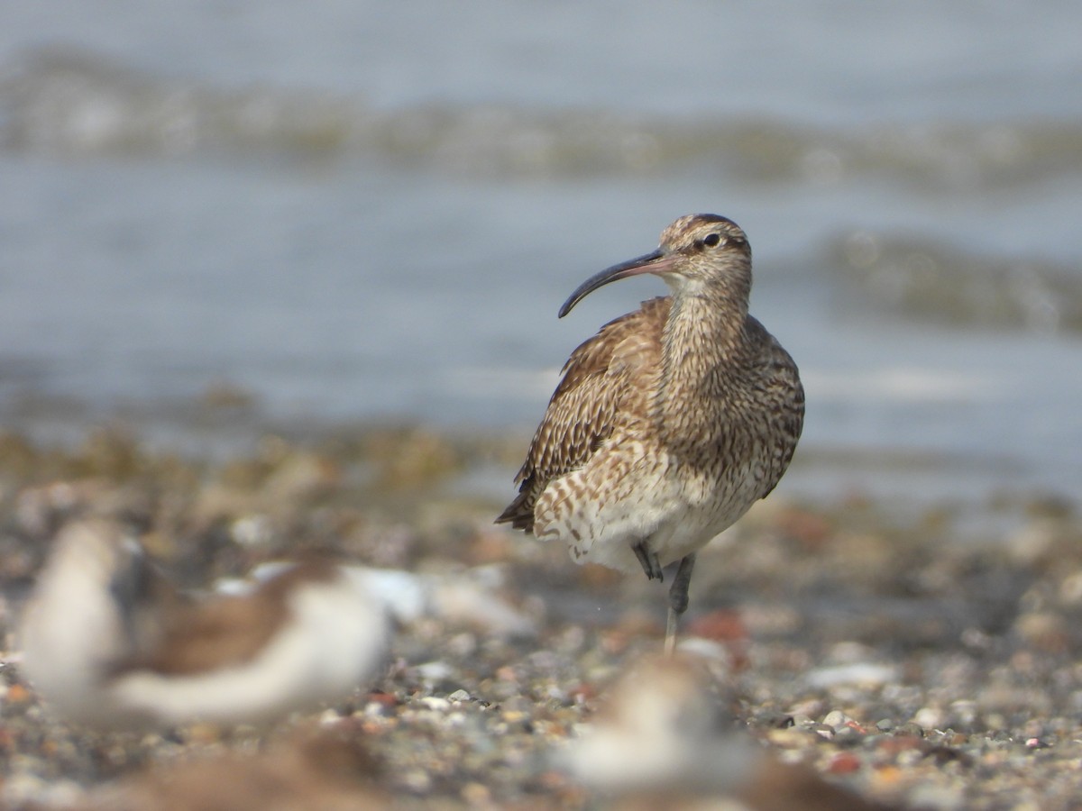 Whimbrel - Yash Shetty