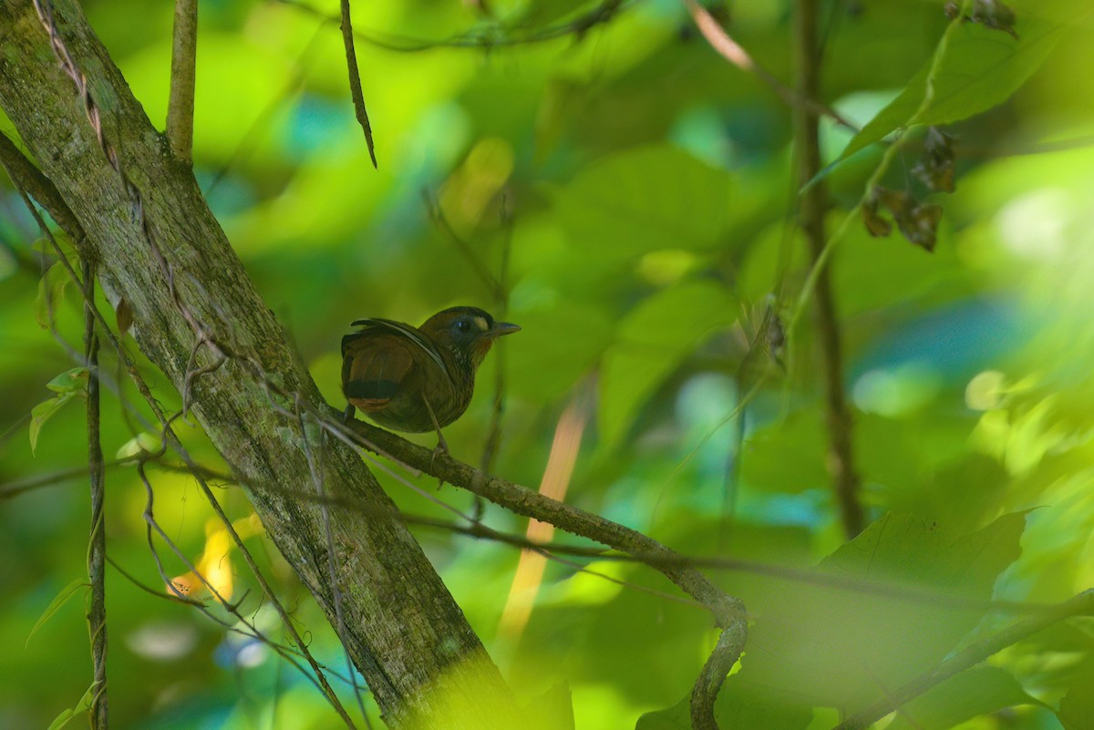 Rufous-chinned Laughingthrush - ML622912152