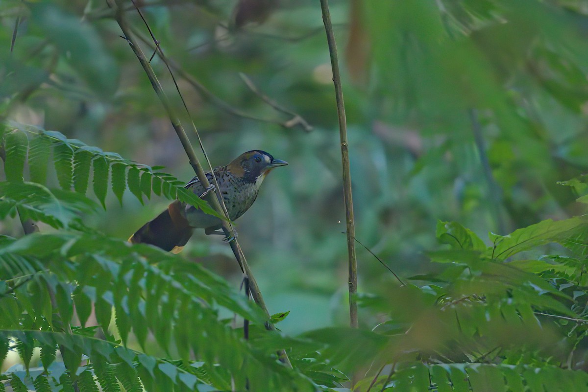 Rufous-chinned Laughingthrush - Yogish Holla