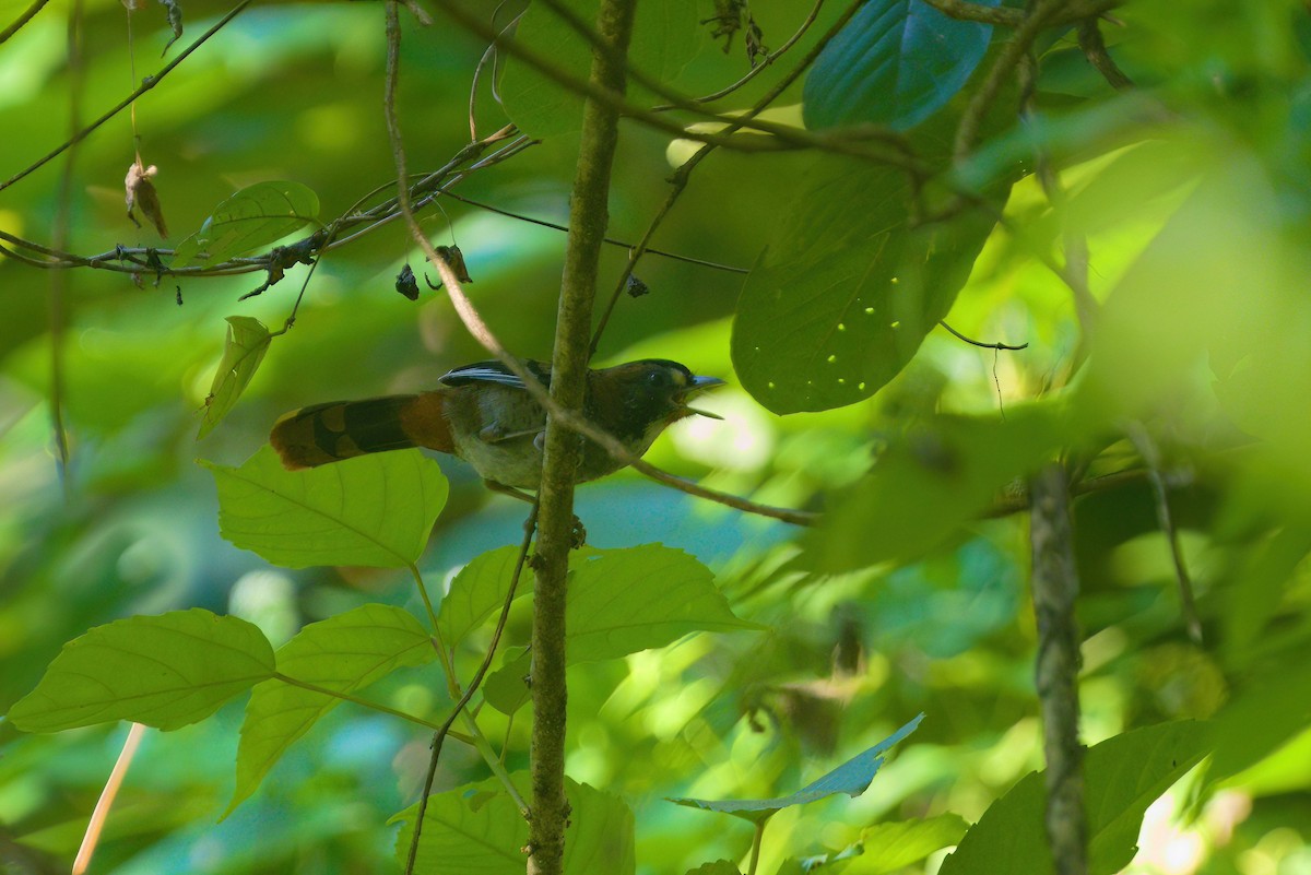 Rufous-chinned Laughingthrush - ML622912154