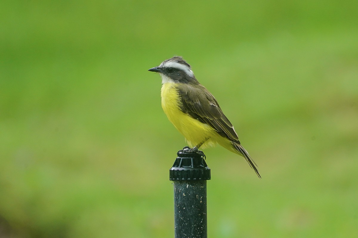 Social Flycatcher - ML622912170