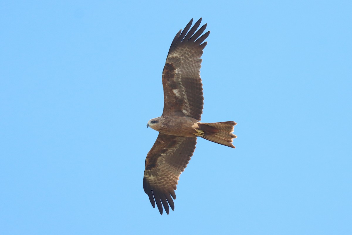 Black Kite - Wayne Paes