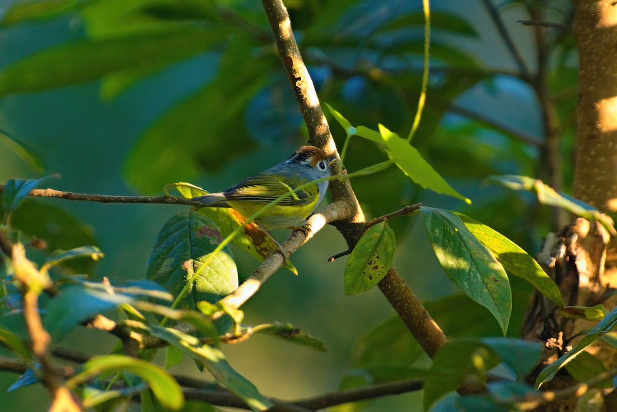 Chestnut-crowned Warbler - ML622912187