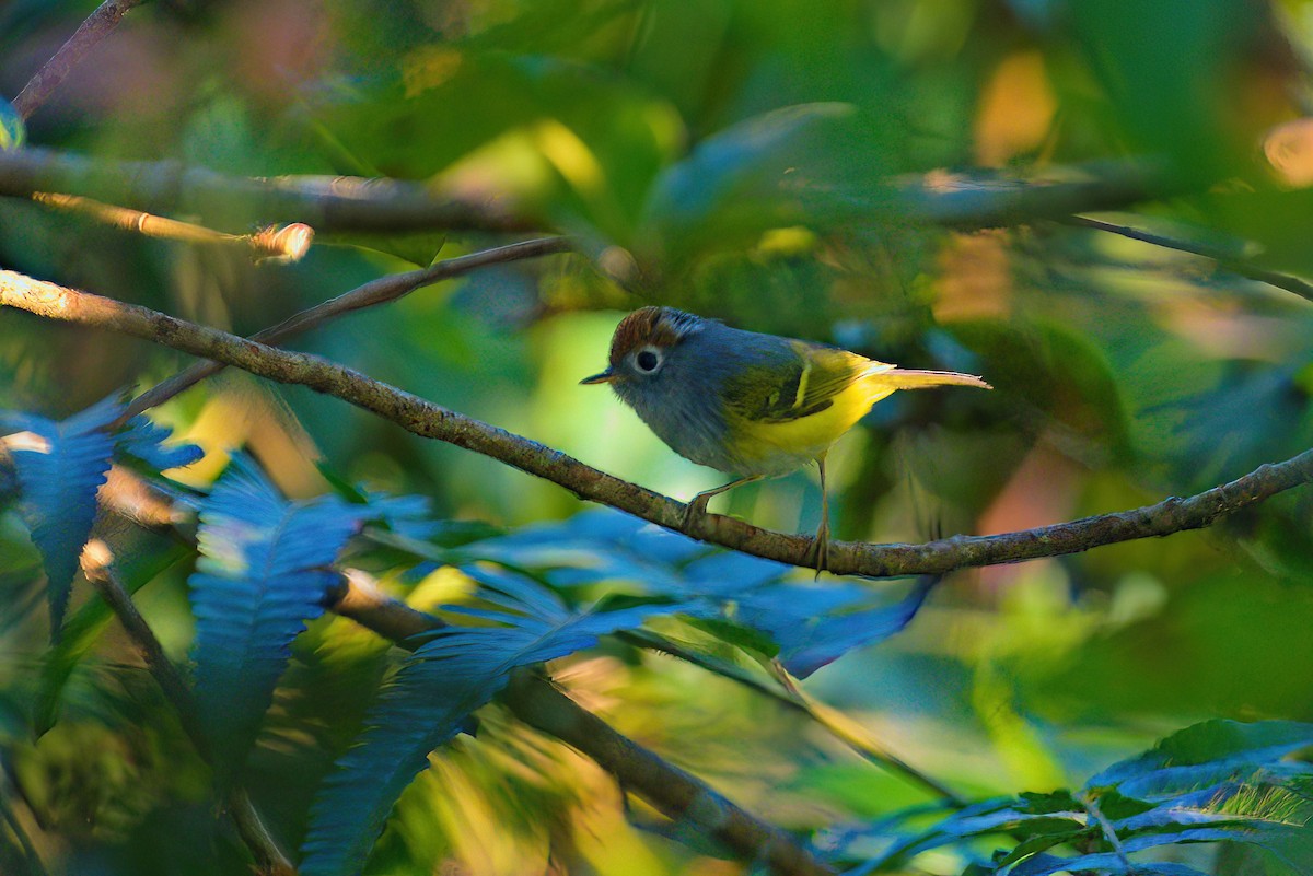 Chestnut-crowned Warbler - ML622912205