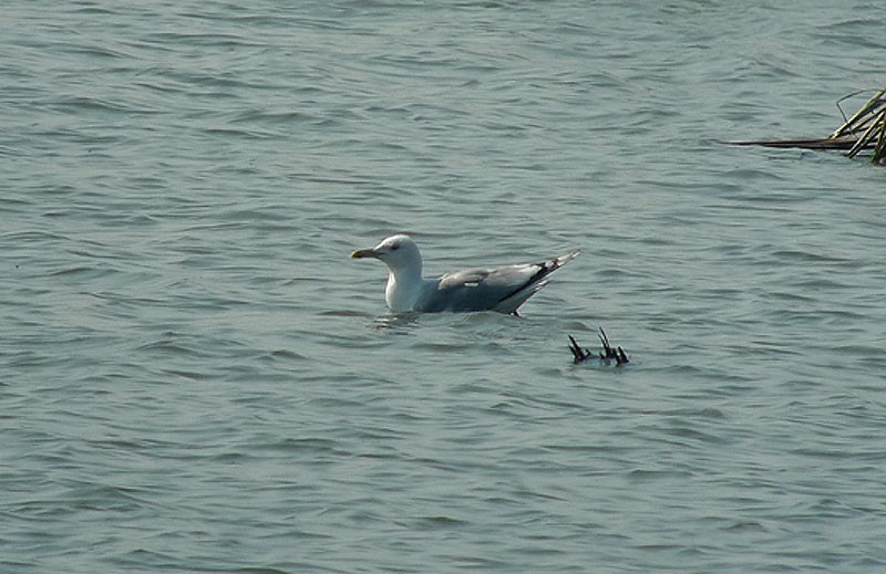 Caspian Gull - ML622912248