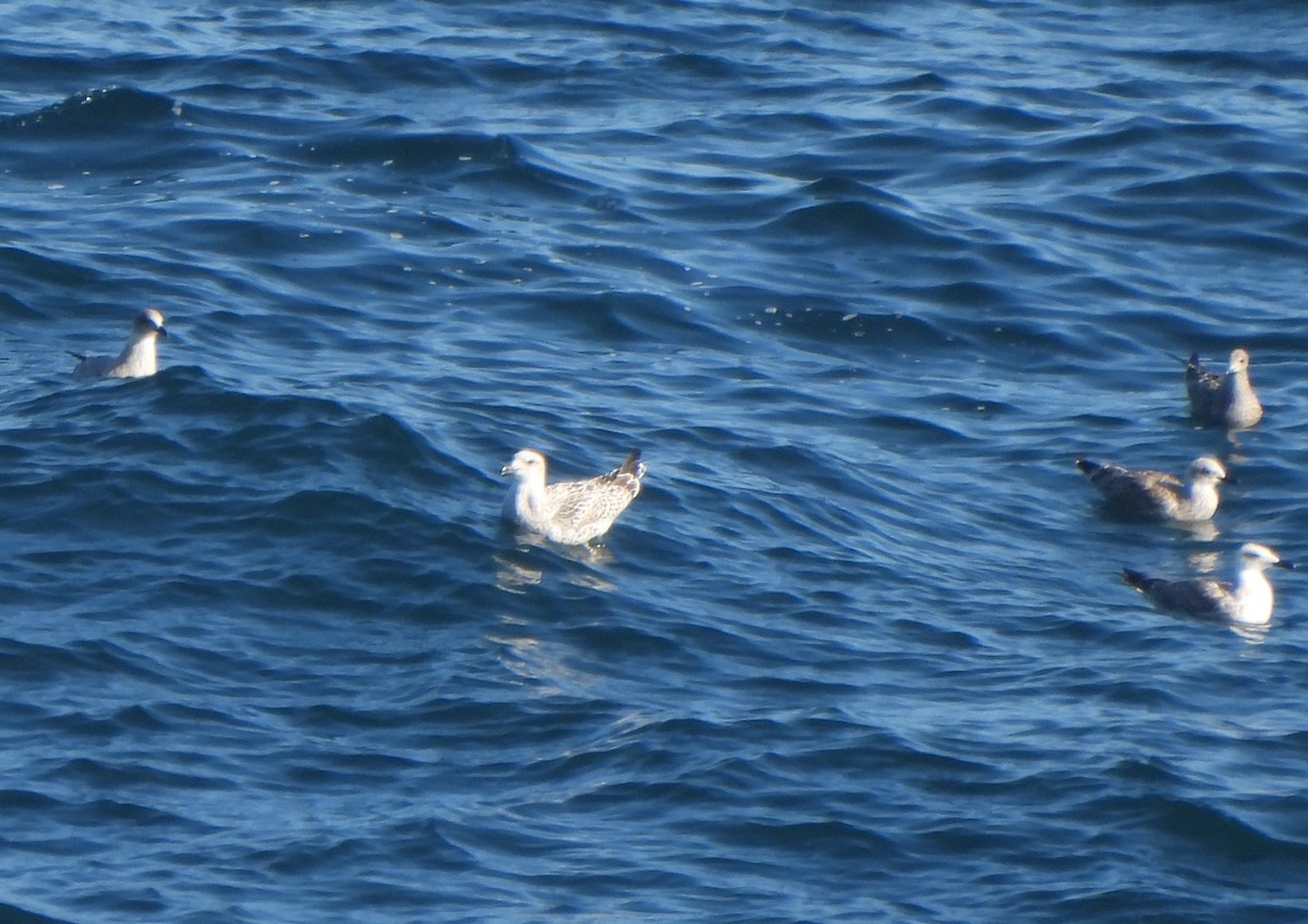 Great Black-backed Gull - Ignacio Barrionuevo