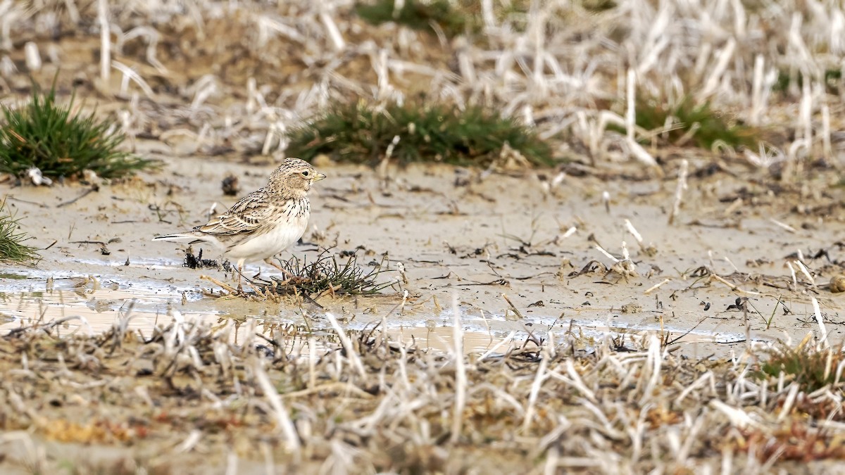 Turkestan Short-toed Lark - ML622912299