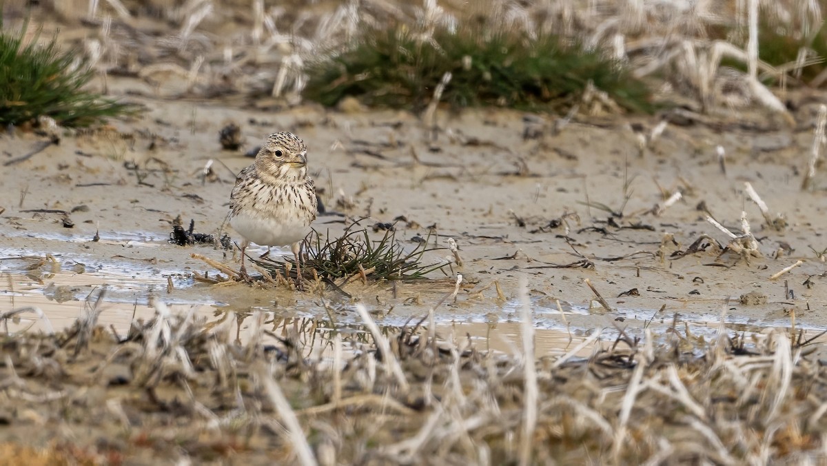 Turkestan Short-toed Lark - ML622912300