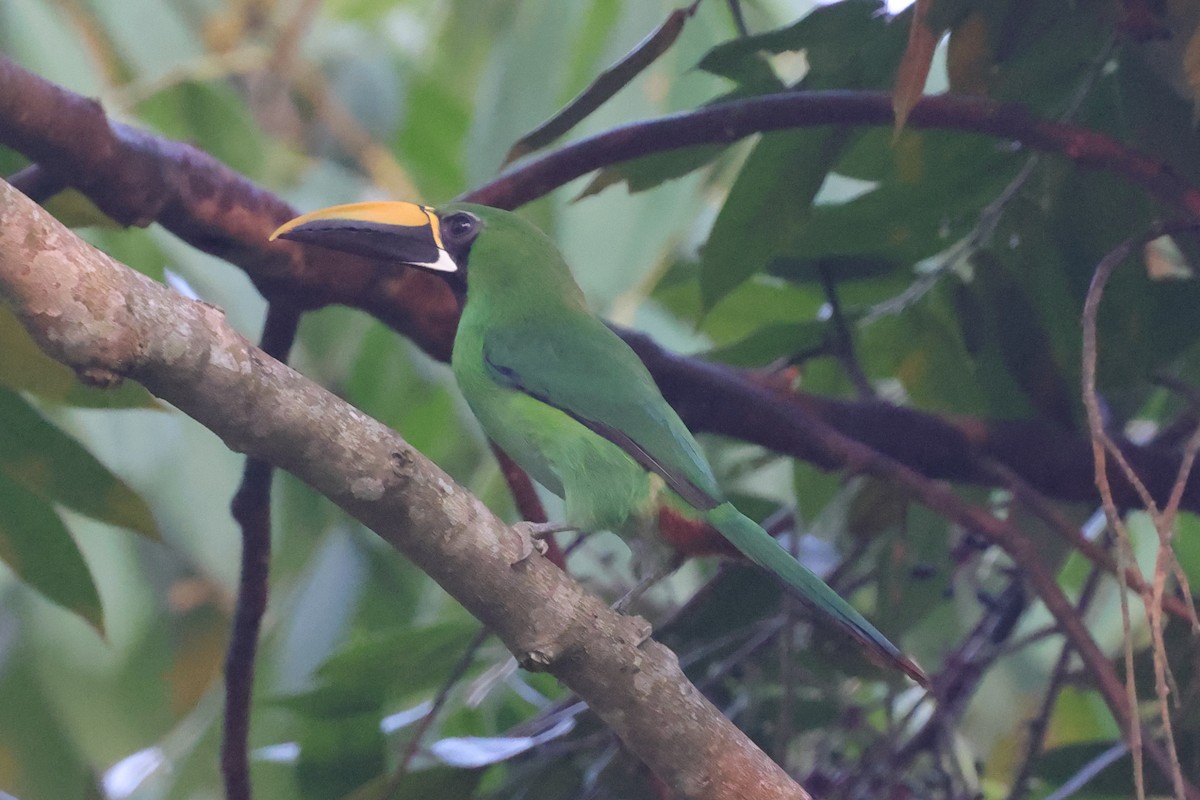Southern Emerald-Toucanet (Black-throated) - ML622912303