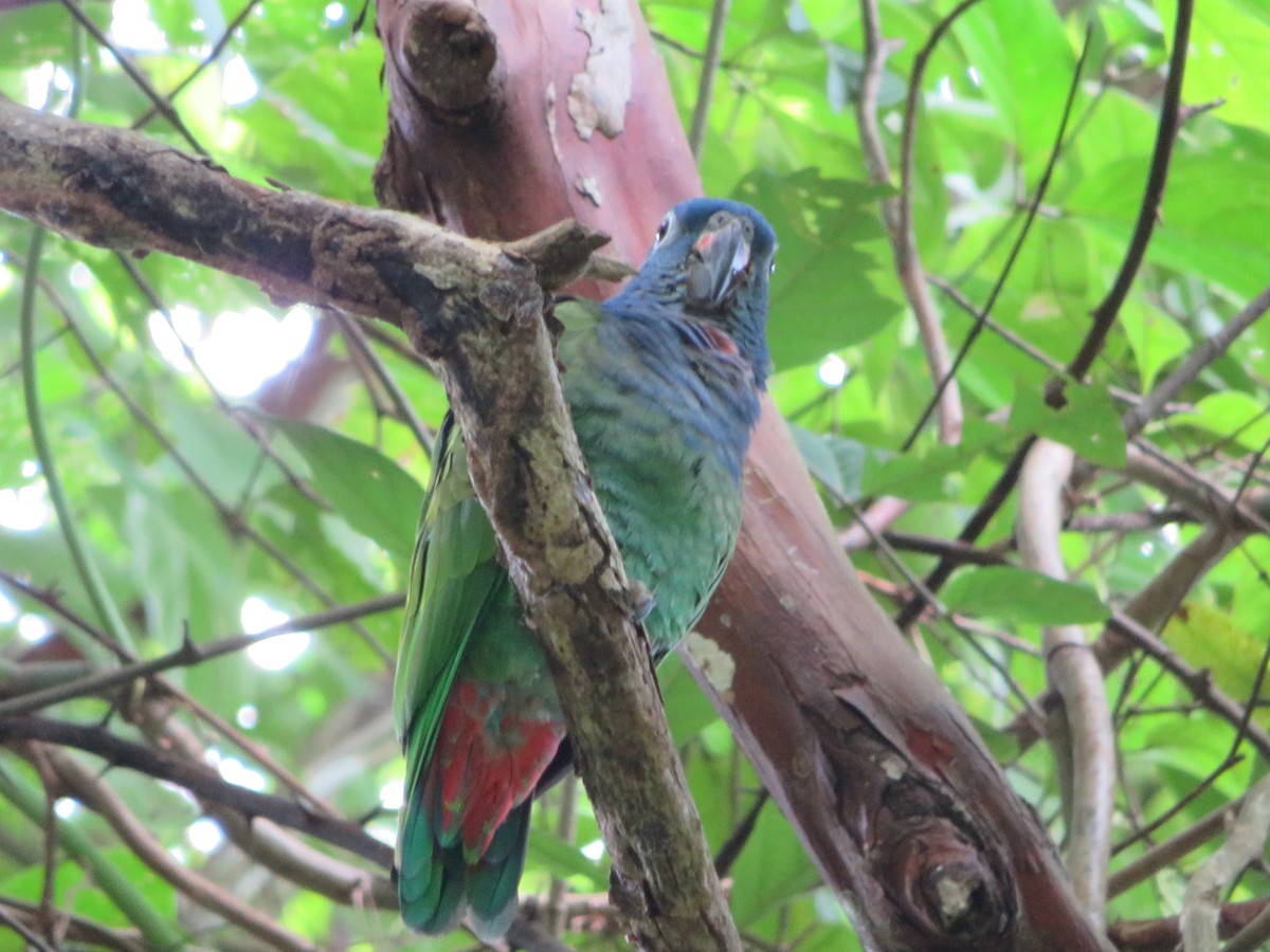 Blue-headed Parrot - Joshimar Navarro