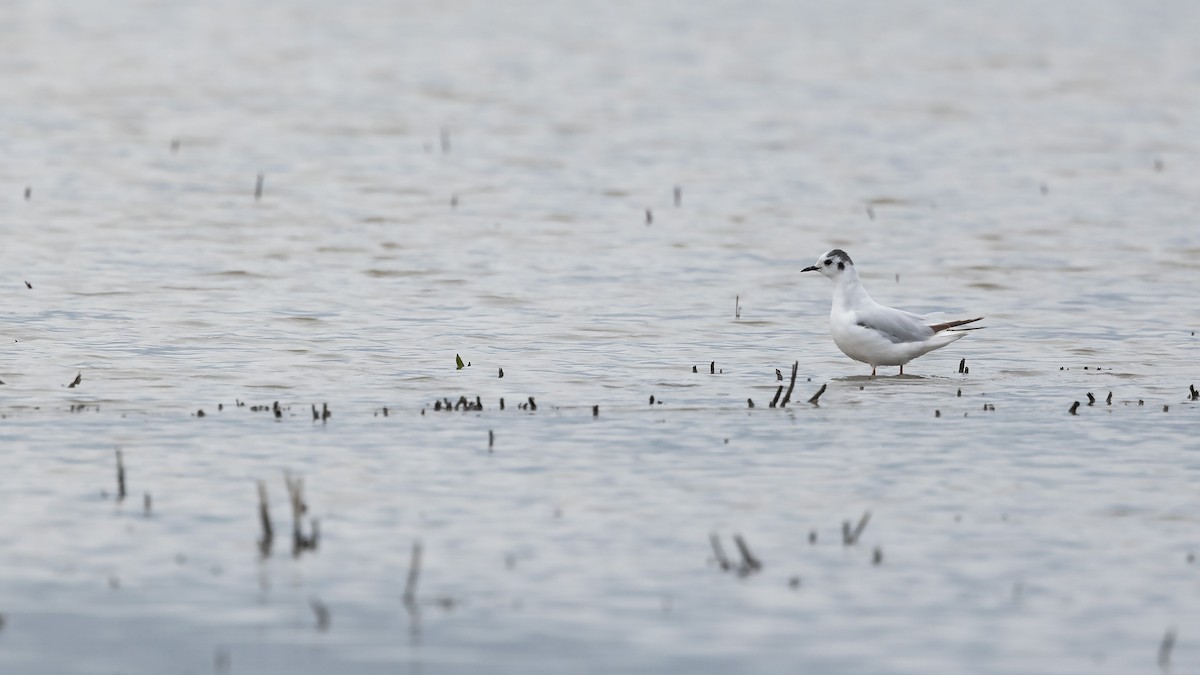 Gaviota Enana - ML622912311