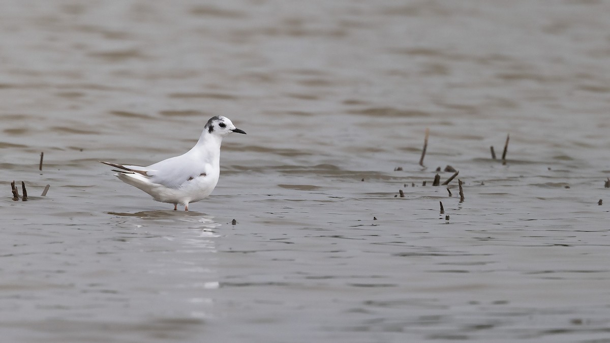 Gaviota Enana - ML622912313