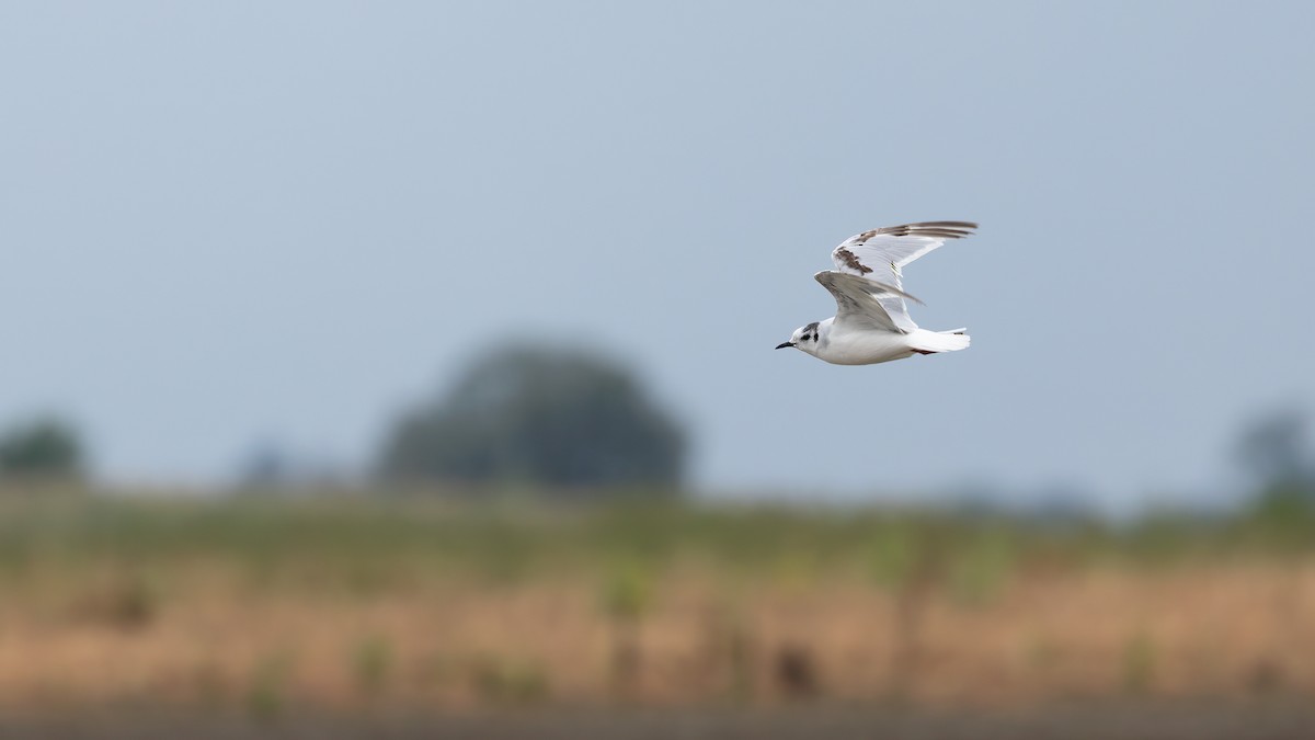 Little Gull - ML622912316