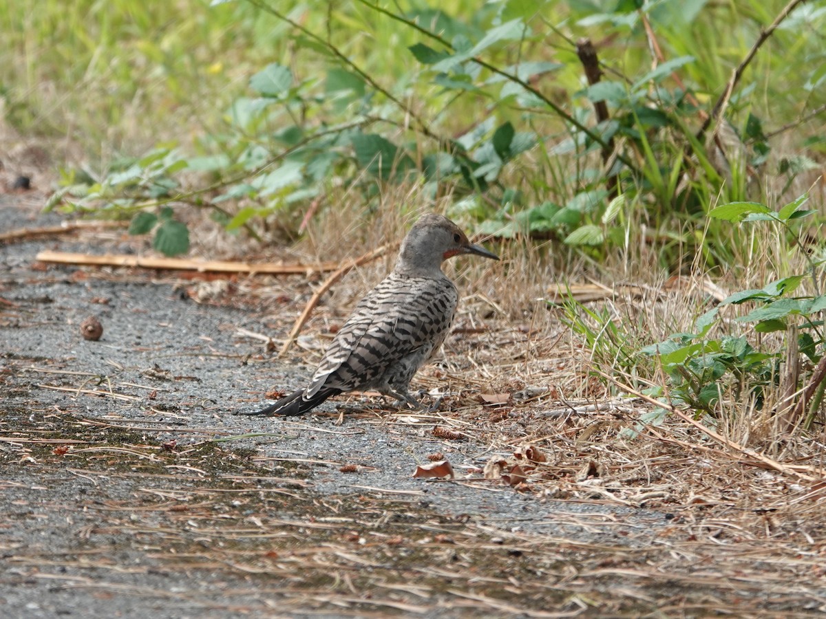 Northern Flicker - ML622912332