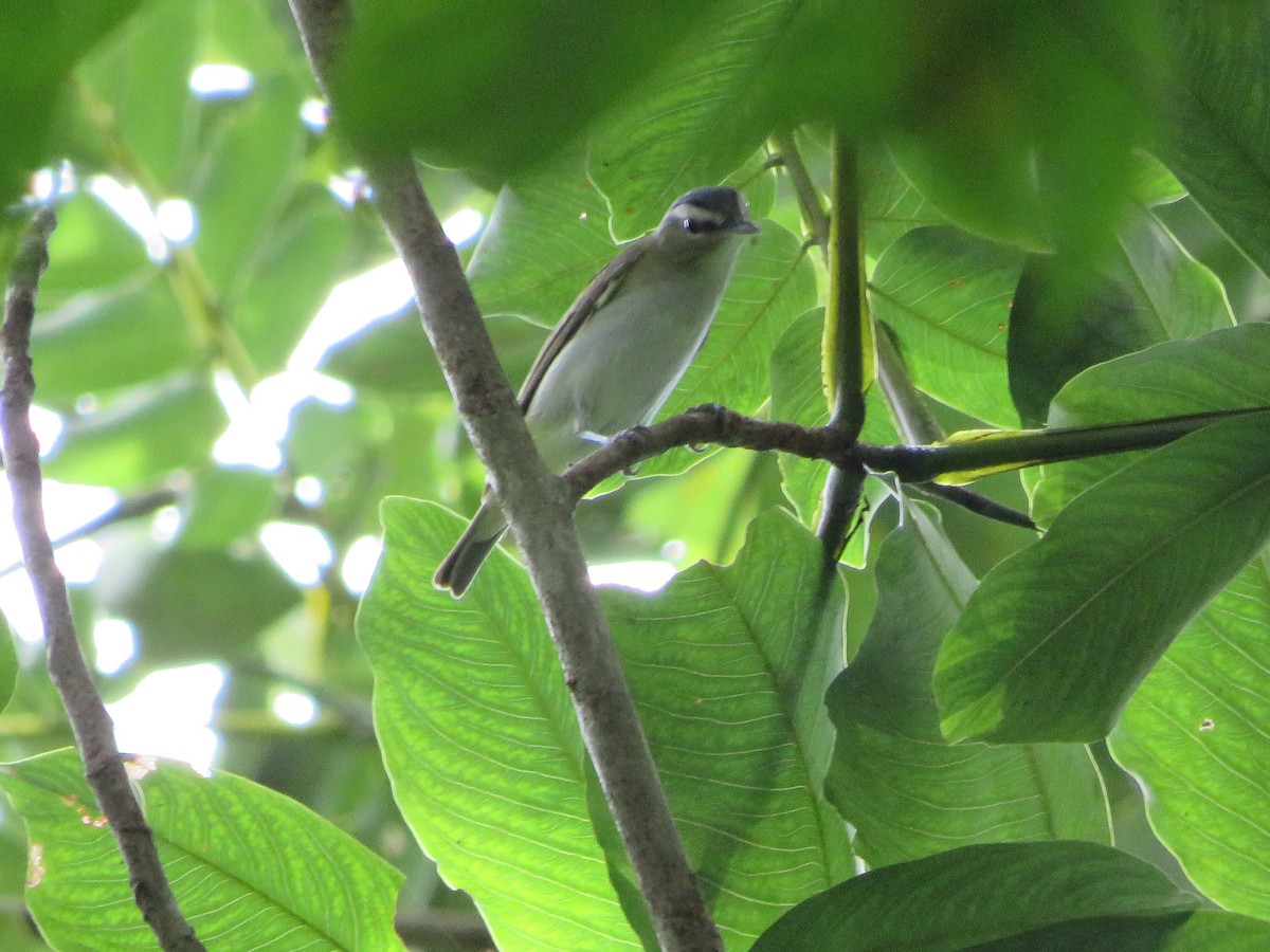 Red-eyed Vireo - Joshimar Navarro