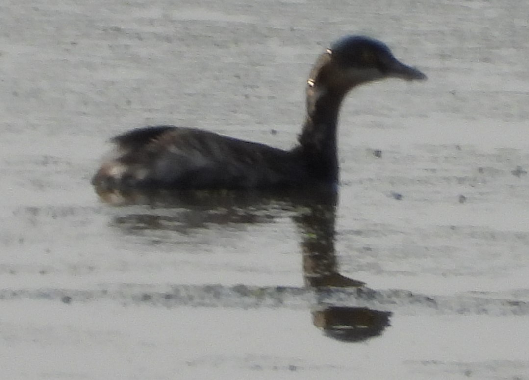 Least Grebe - ML622912363