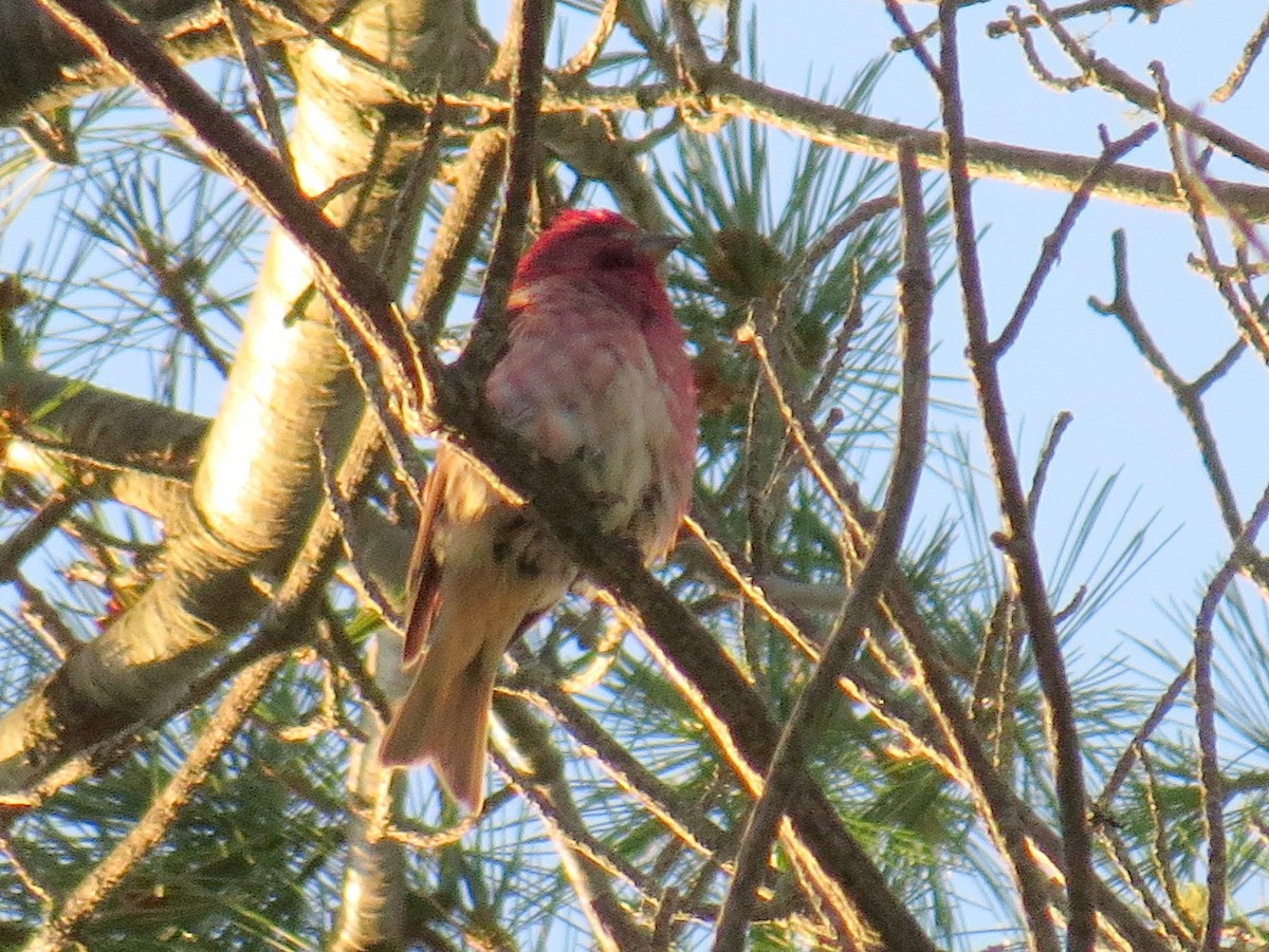 Purple Finch - ML622912447