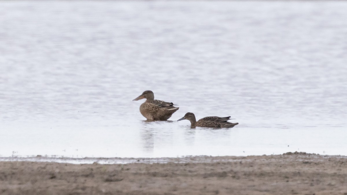 Garganey - ML622912449